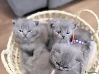 British Shorthair cats 100% Pure Pedigree Champion line Bsh Reg. Kittens - Advert 9