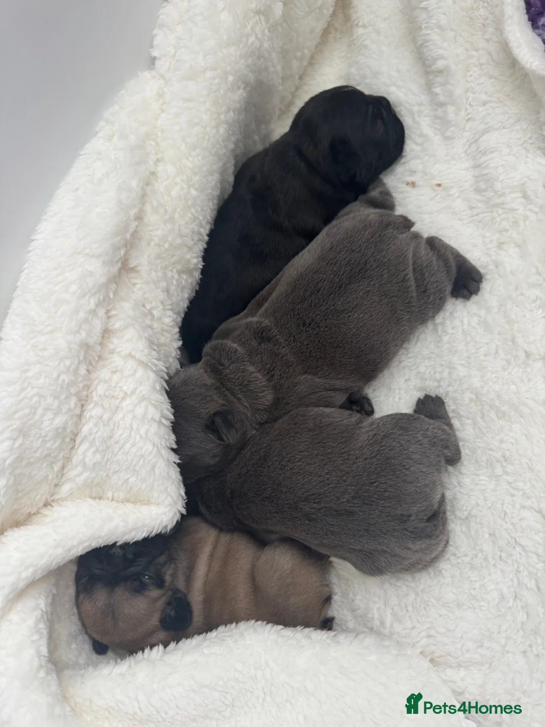 French Bulldog dogs for sale: French bull dog puppies  - Advert 2