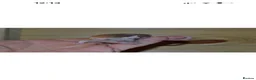 Mouse rodents for sale: Hereford Mice - Advert 3