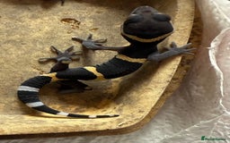 Gecko reptiles for sale: Crested and Chinese Cave Geckos - Image 3