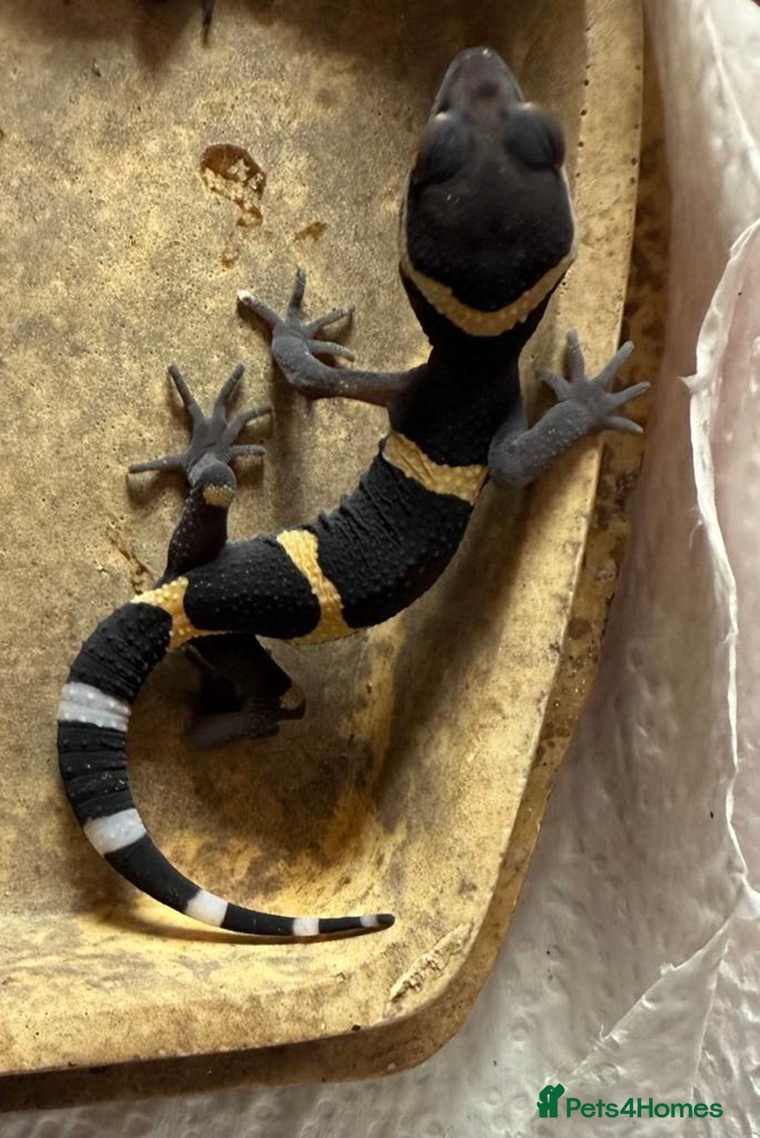 Gecko reptiles for sale: Crested and Chinese Cave Geckos - Image 3