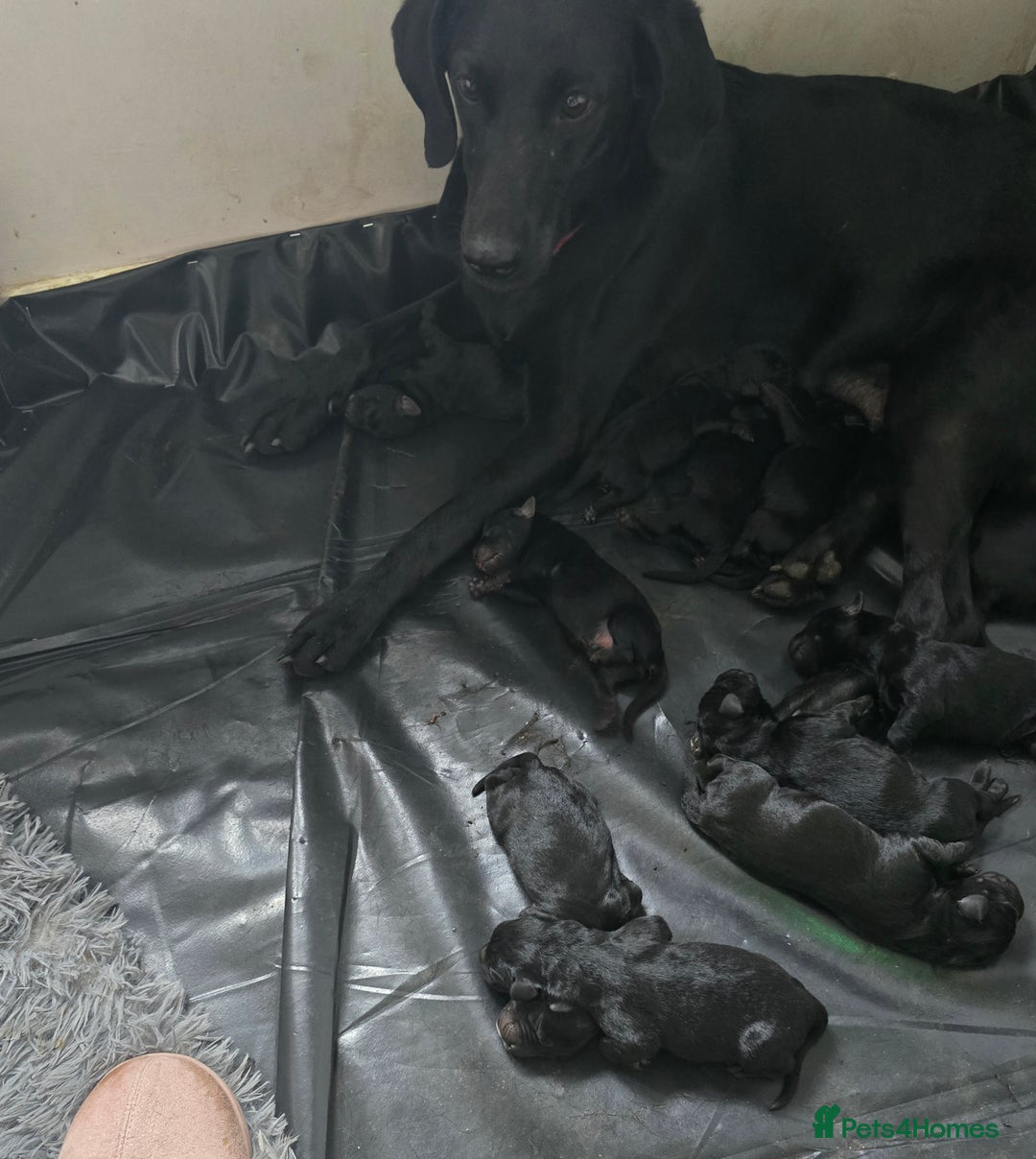 Mixed Breed dogs for sale: Puppies for sale  - Advert 4