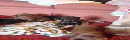 Mixed Breed cats for sale: Dachshund cross puppies - Advert 7