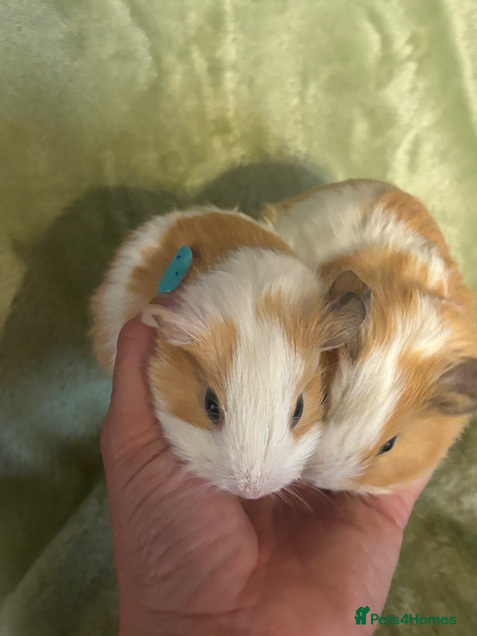 Guinea Pig rodents Gorgeous guinea pigs ultra tame 50% hand reared - Advert 1