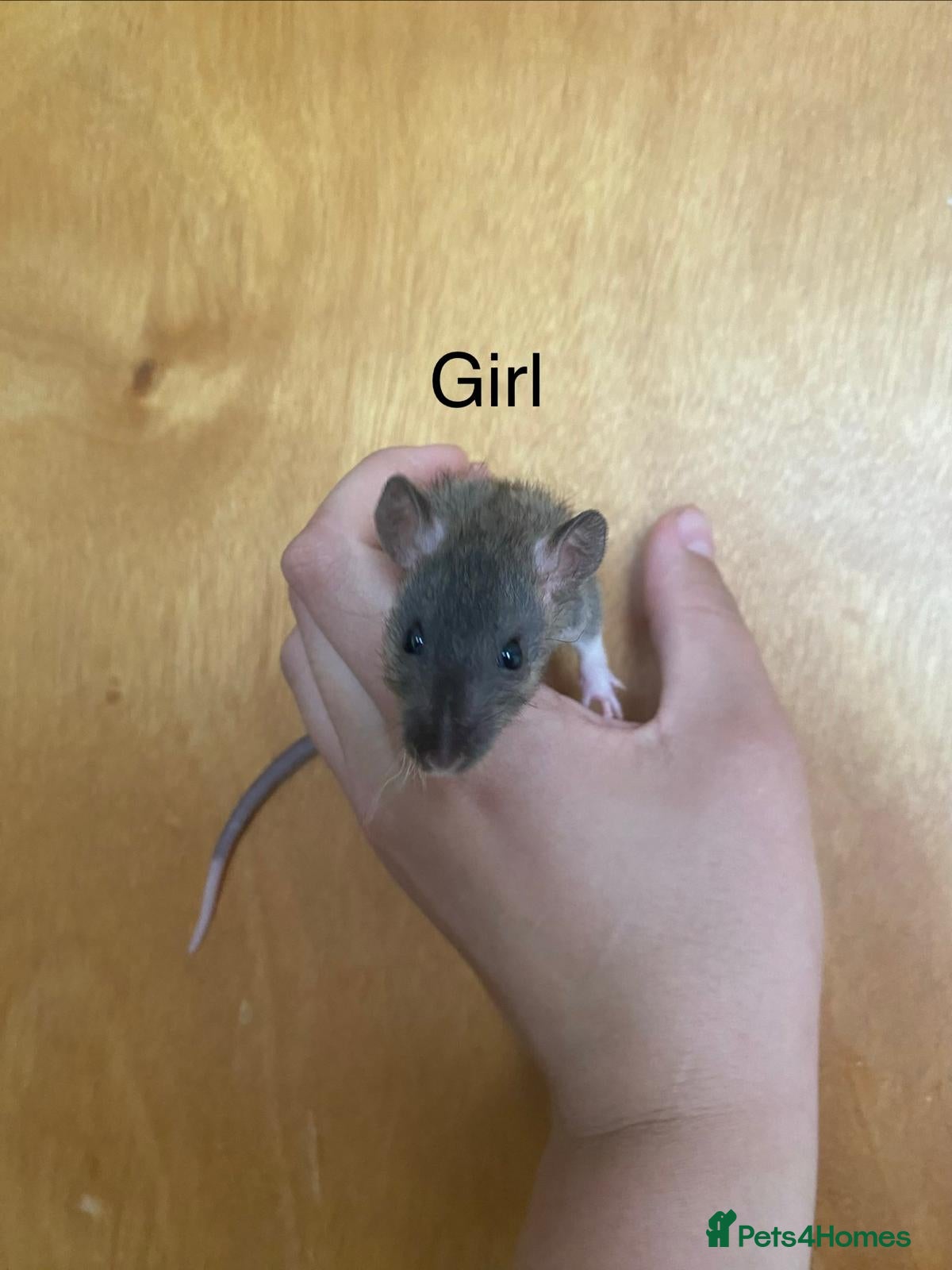 Rat rodents for sale: Mixed sexed baby rats in Chelmsford - Advert 14