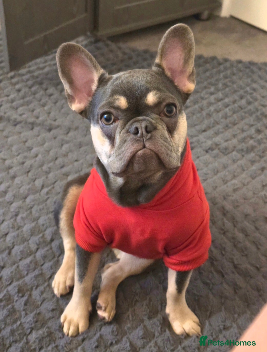 French Bulldog dogs for sale: Lilac and Tan Mini french bulldog  - Advert 3