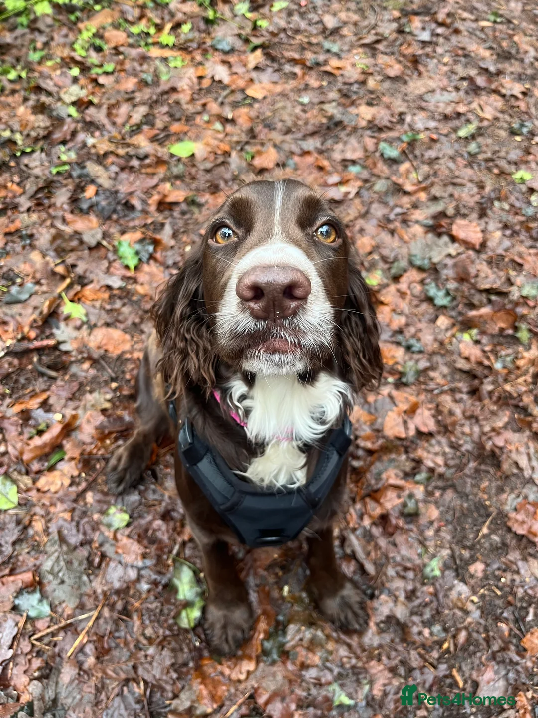 Cocker Spaniel dogs for sale: Coco  - Advert 4