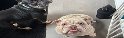 English Bulldog dogs for sale: Beautiful English Bulldog  - Advert 4
