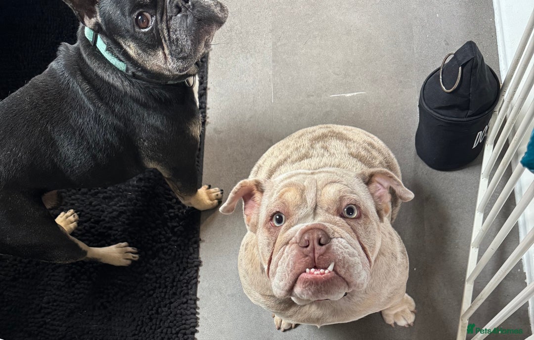 English Bulldog dogs for sale: Beautiful English Bulldog  - Advert 4