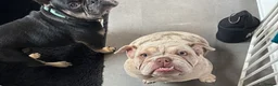 English Bulldog dogs for sale: Beautiful English Bulldog  - Advert 4
