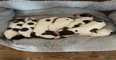 English Springer Spaniel dogs - Advert 11
