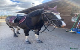 Irish Cob horses for sale: Fantastic first pony - Image 6