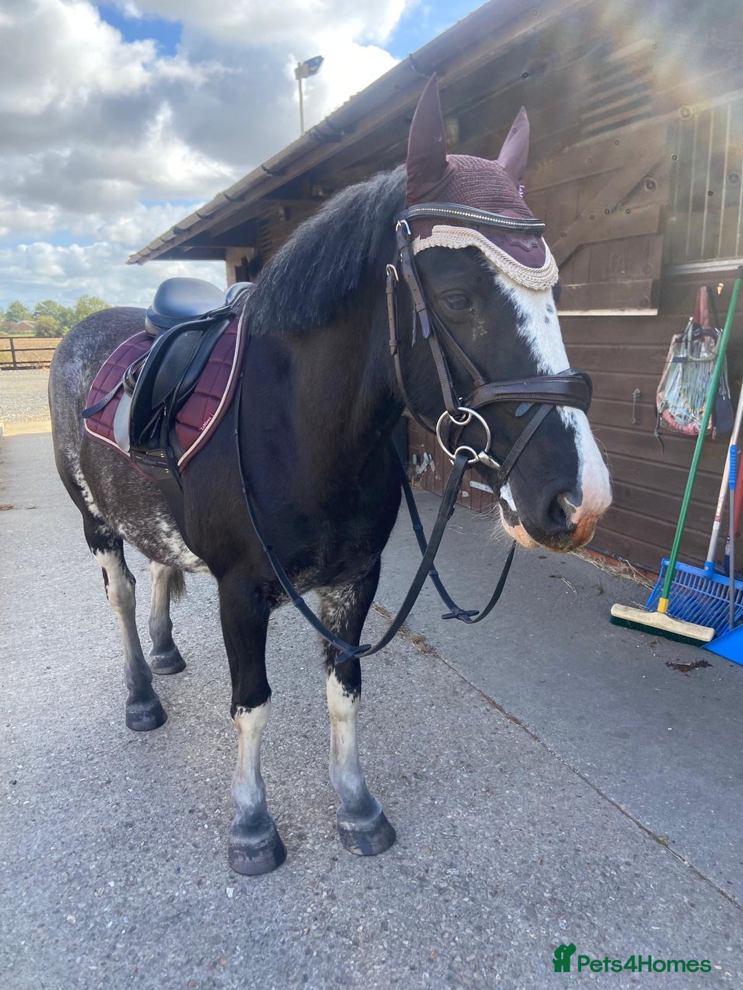 Irish Cob horses for sale: Fantastic first pony - Image 6