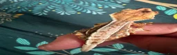 Gecko reptiles for sale: Baby gargoyle geckos and baby cresties lilys etx - Advert 35