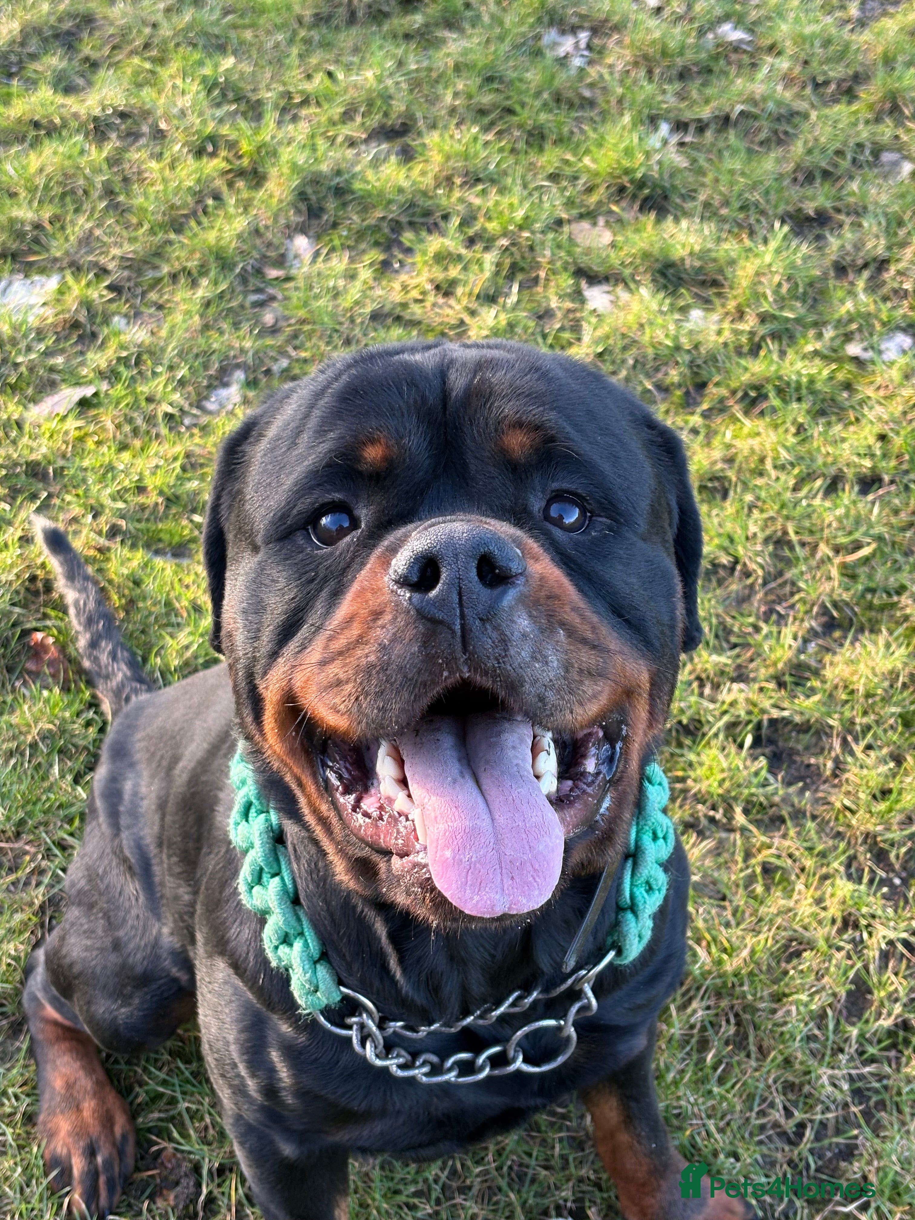 Rottweiler dogs Black Trovants Champion bloodline Rottweiler stud - Advert 4