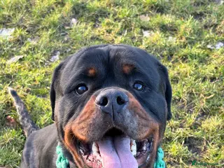 Rottweiler dogs Black Trovants Champion bloodline Rottweiler stud - Advert 4