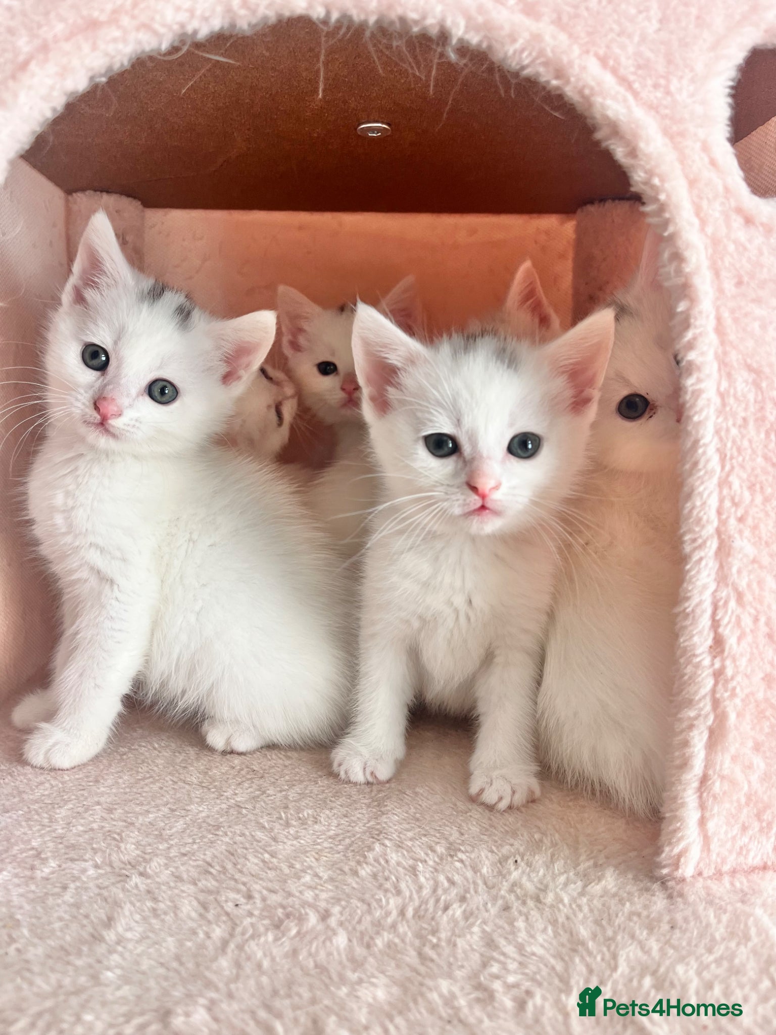 Turkish Angora cats Gorgeous Kittens!  - Advert 7