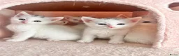 Turkish Angora cats for sale: Gorgeous Kittens!  - Advert 1