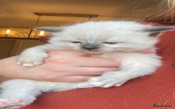 Ragdoll cats for sale: 🎁Gorgeous Ragdoll Kittens-ready from Dec 17th - Advert 16