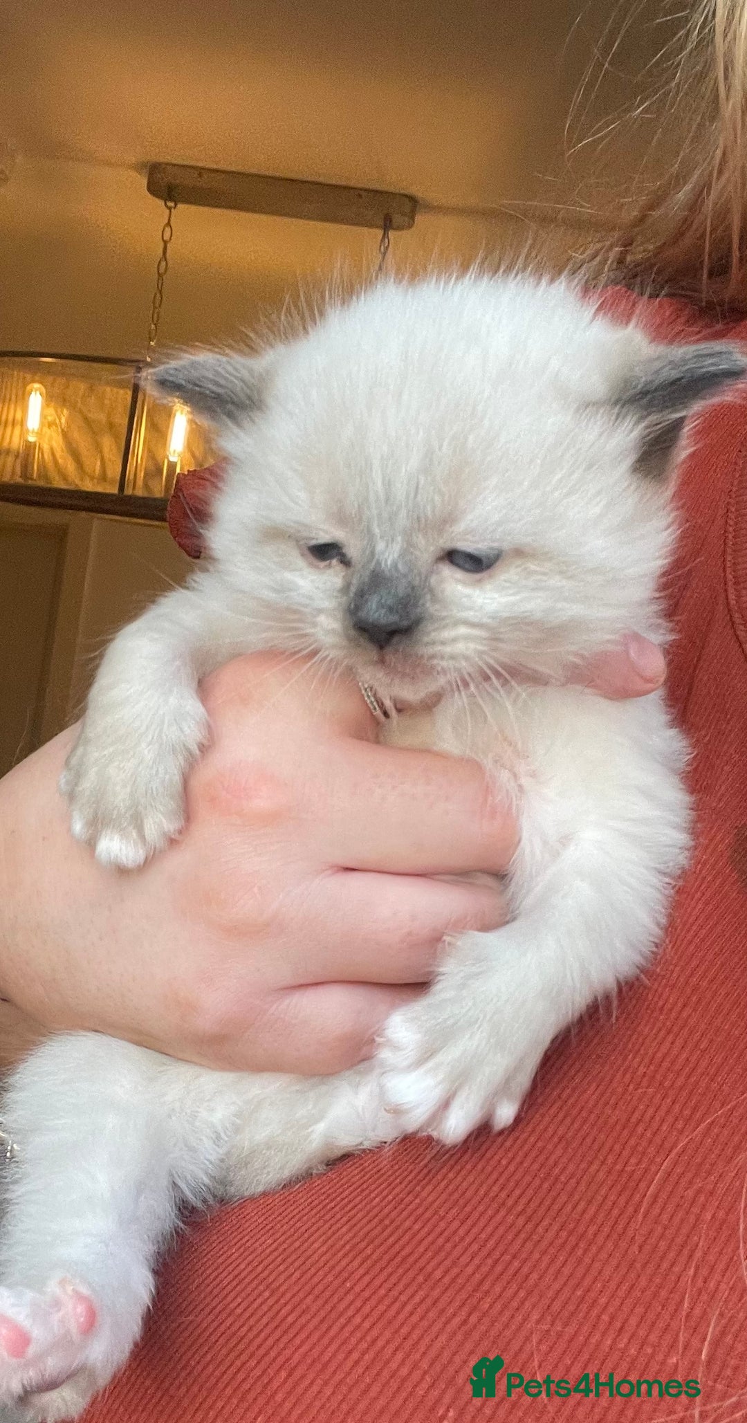 Ragdoll cats for sale: 🎁Gorgeous Ragdoll Kittens-ready from Dec 17th - Advert 16