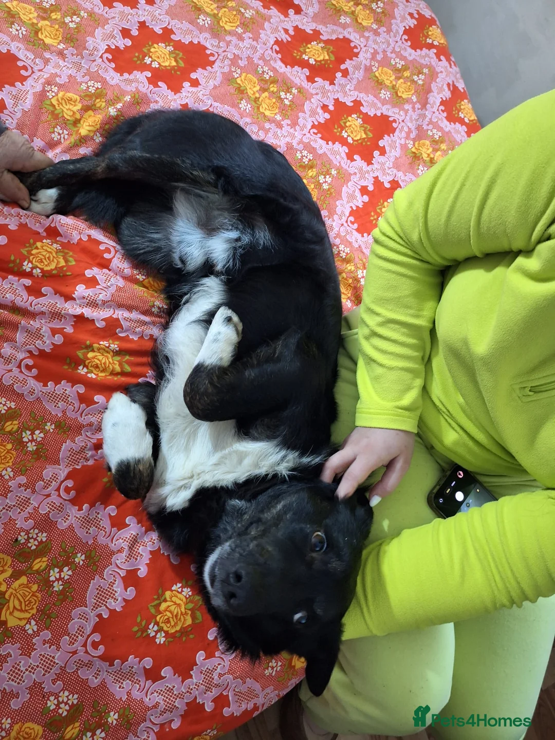 Mixed Breed dogs for adoption: 🐾NERO – From Frozen to Faithful & Loving🖤🐾 - Advert 3