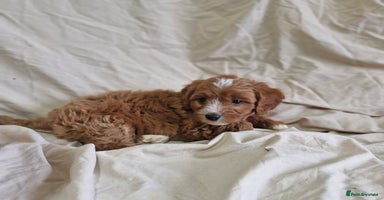 Cavapoo dogs - Advert 4