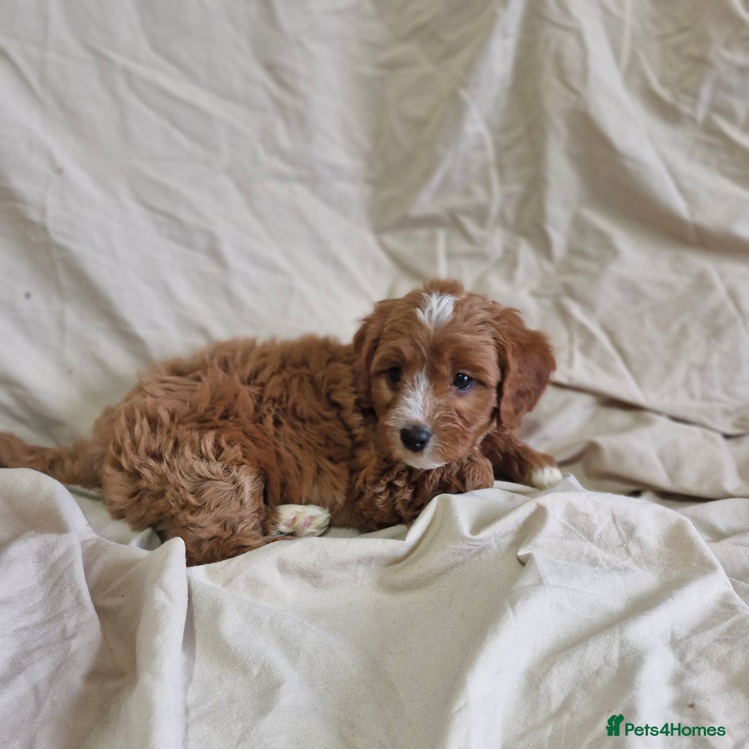 Cavapoo dogs for sale: Cavapoo puppies  - Image 2