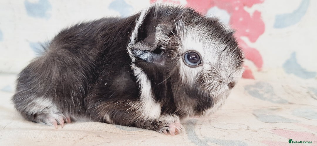 Guinea Pig rodents for sale: BABY GUINEA PIGS AVAILABLE HEREFORDSHIRE  - Image 30