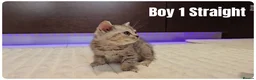 Scottish Fold cats for sale: 🐱 Scottish Fold & Scottish Straight Kittens - Advert 13