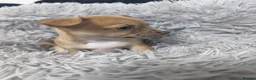 Chihuahua dogs for sale: Beautiful Chihuahua Puppies – 3 Girls & 1 Boy - Advert 19