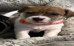 Jack Russell dogs for sale: Stunning Jack Russell puppies - Image 18