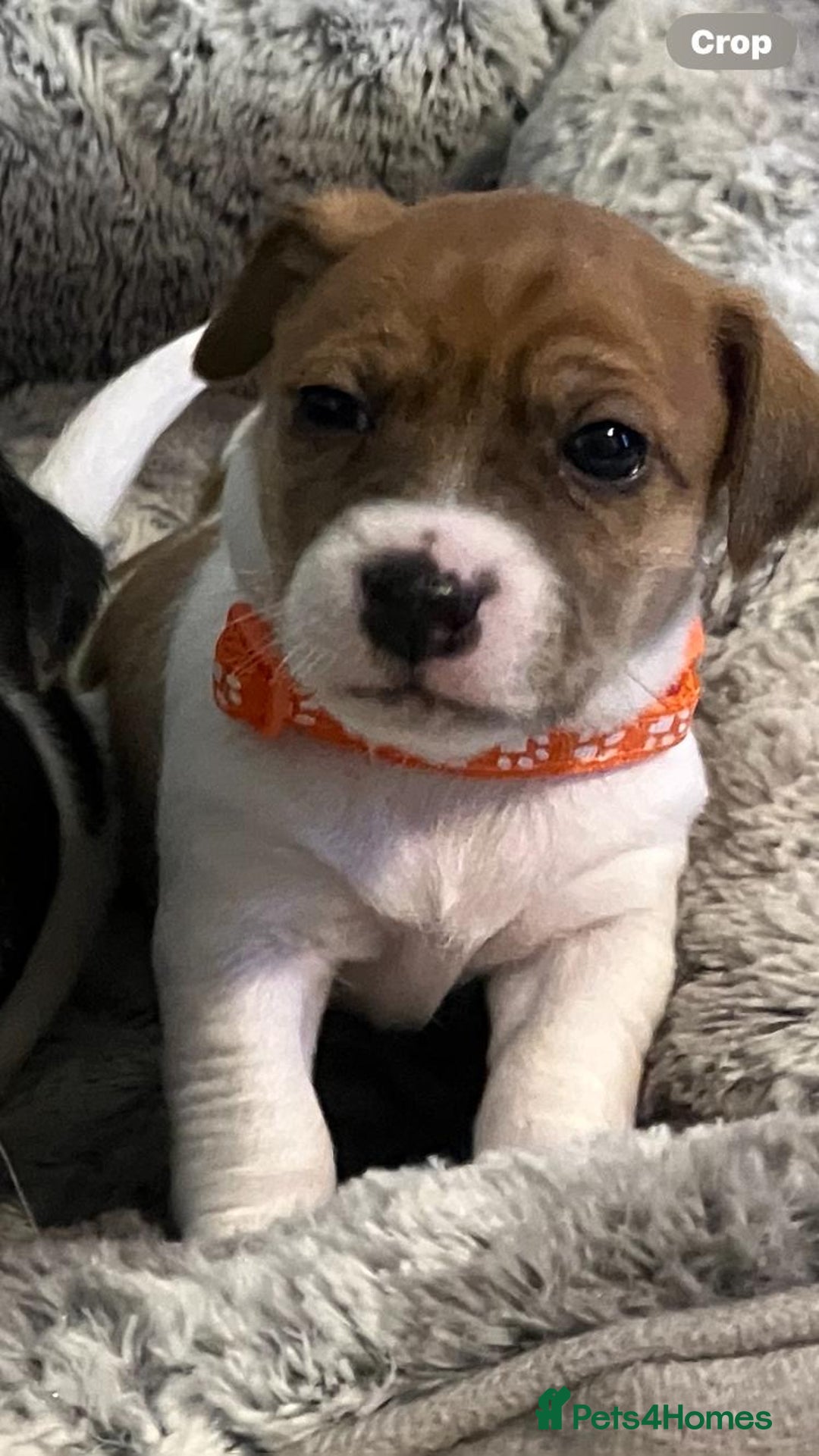 Jack Russell dogs for sale: Stunning Jack Russell puppies - Image 18