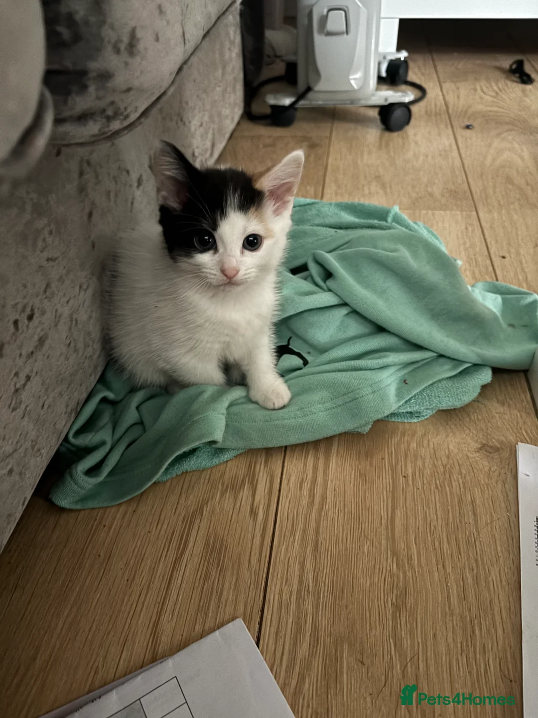 Mixed Breed cats for sale: 2 beautiful kittens ready for forever homes - Advert 2