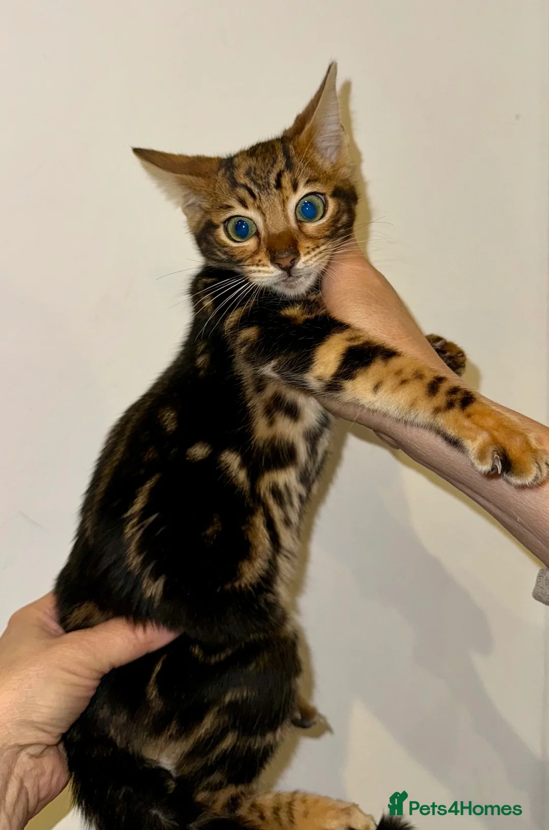 Bengal cats for sale: Top quality pure breed marble Bengal kitten  - Advert 1