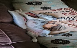 Mixed Breed dogs for sale: Reluctant sale of puppy - Image 3