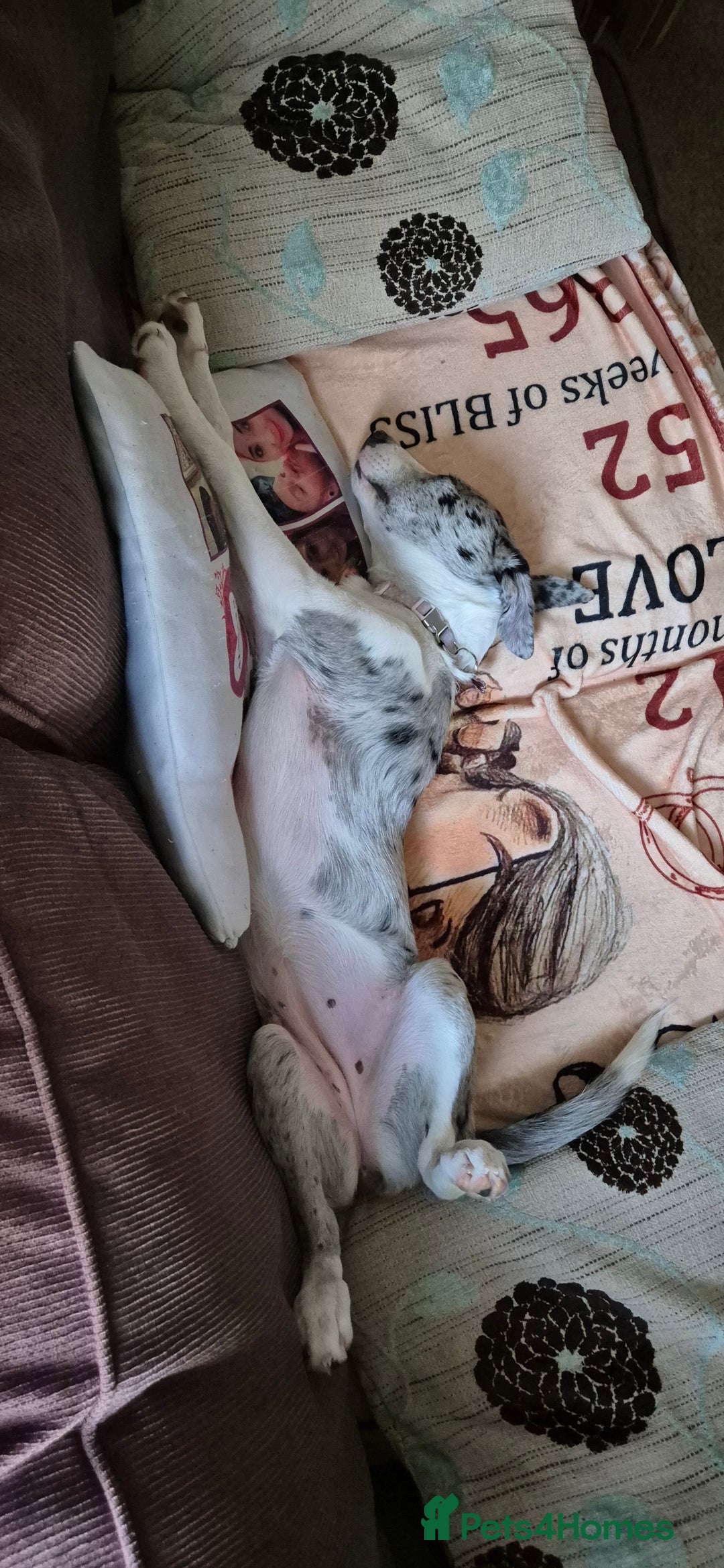 Mixed Breed dogs for sale: Reluctant sale of puppy - Image 3
