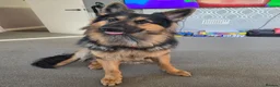 German Shepherd dogs for stud: Axel, German Shepherd🐾 - Advert 2
