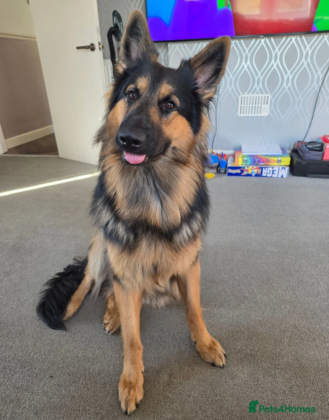 German Shepherd dogs for stud: Axel, German Shepherd🐾 - Advert 2