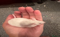 Mouse rodents for sale: Two Male Fancy Mice - Image 2