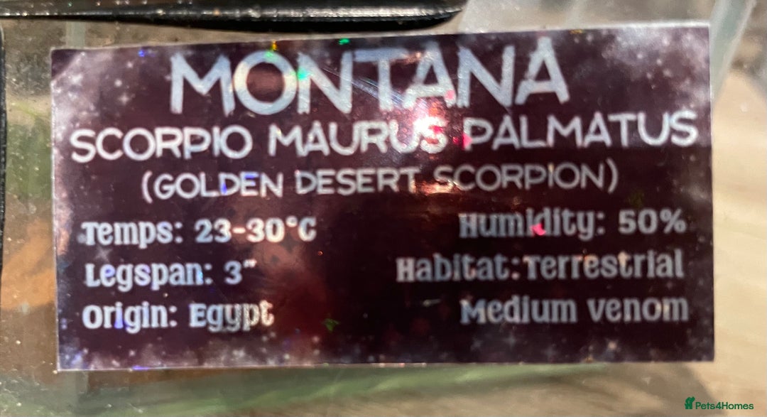 Scorpions invertebrates for sale: Golden desert scorpions in Lingfield - Image 8