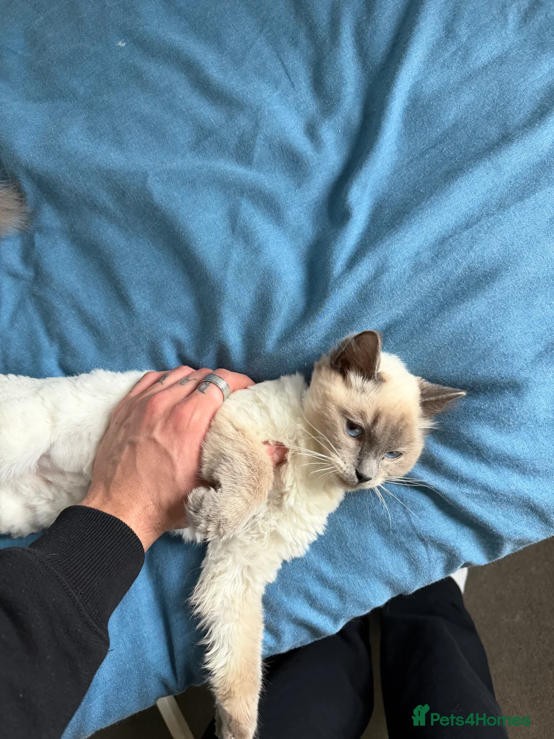 Ragdoll cats for sale: Ragdoll female kitten  in Oldbury - Advert 1