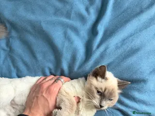 Ragdoll cats Ragdoll female kitten - Advert 1