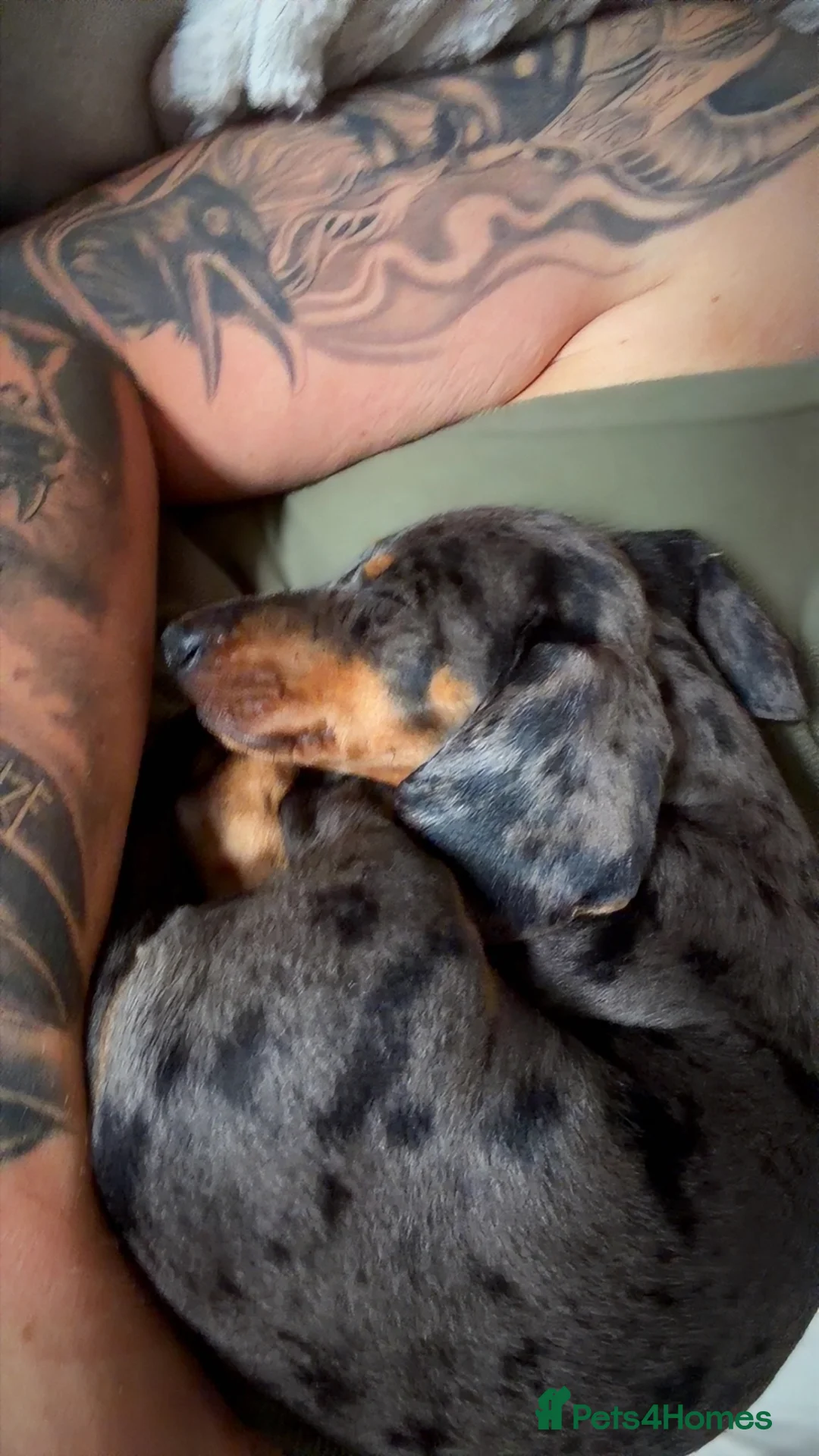 Dachshund dogs for sale: Dachshund - Advert 2