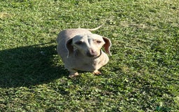 Miniature Dachshund dogs for sale: LOVELY MINI DACSHUND GIRL - Image 4