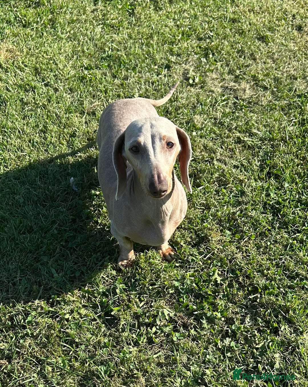 Miniature Dachshund dogs for sale: LOVELY MINI DACSHUND GIRL - Image 4