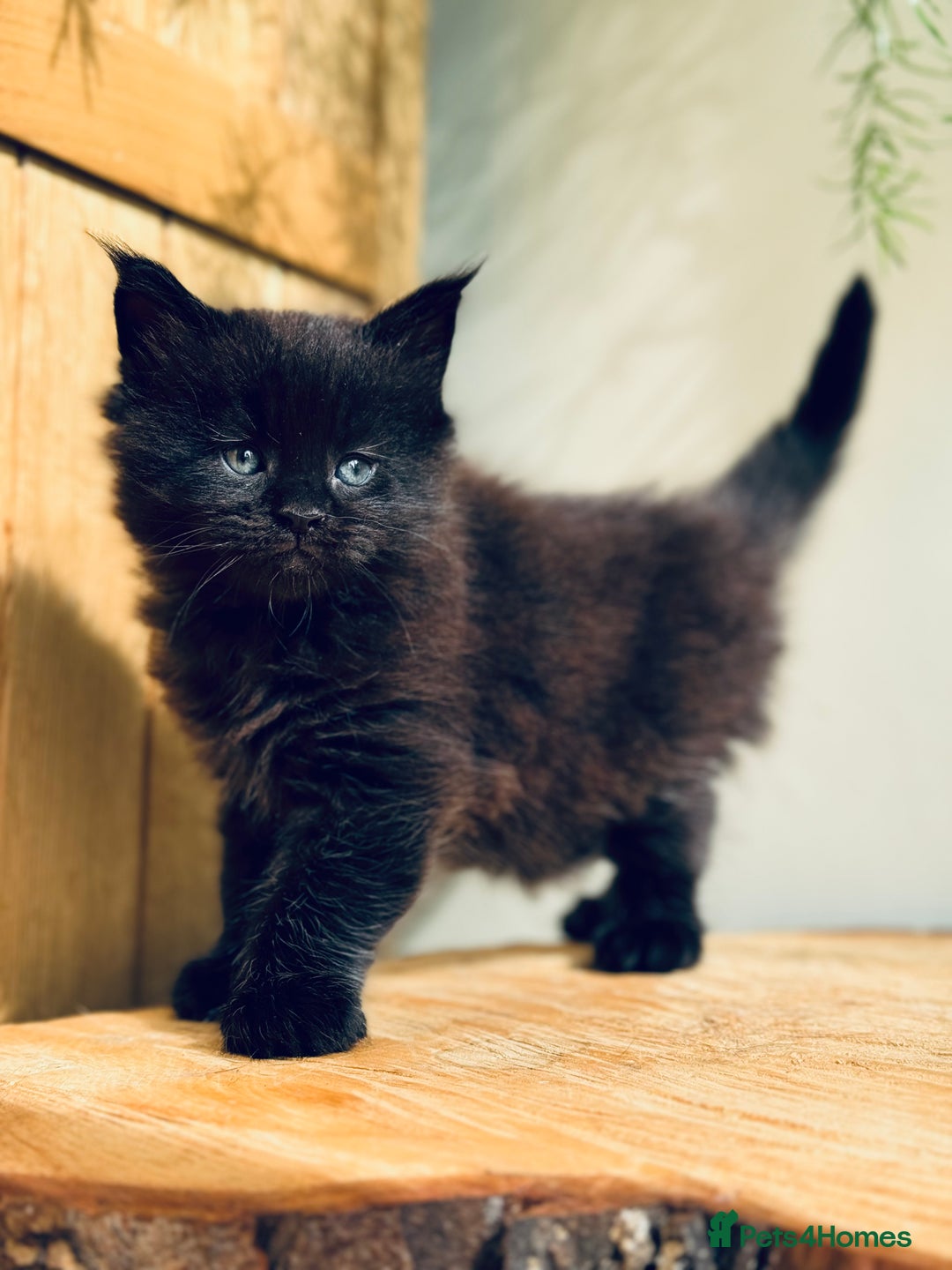 Maine Coon cats for sale: Maine Coon kittens - Advert 26