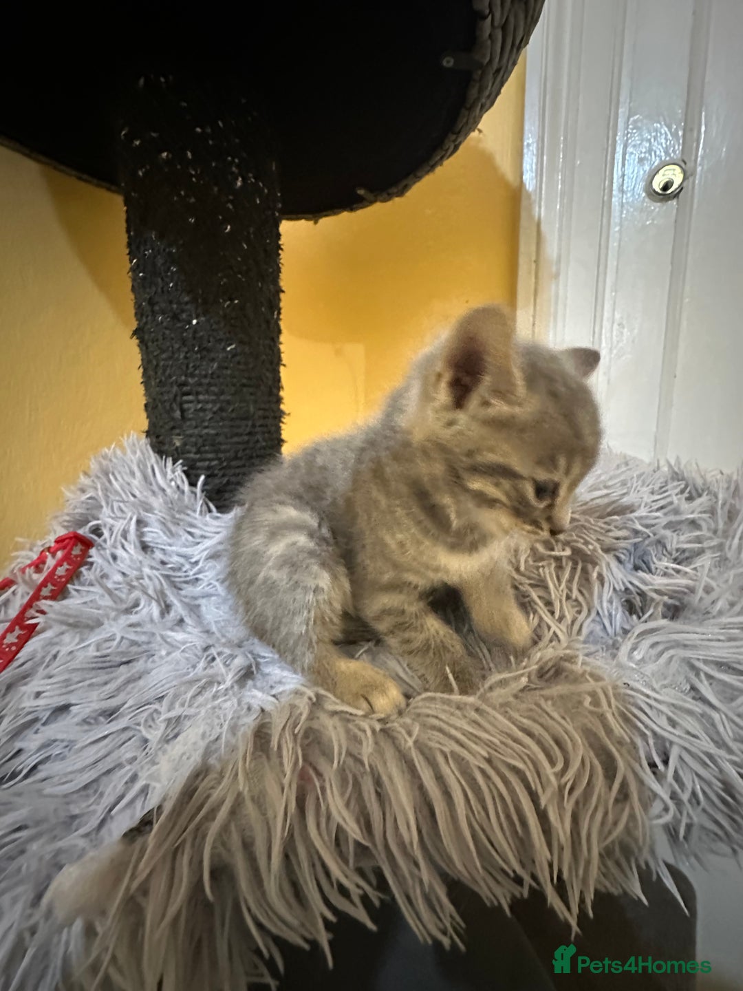 Bengal cats for sale: Stunning GCCF Registered Bengal Kittens  - Advert 10