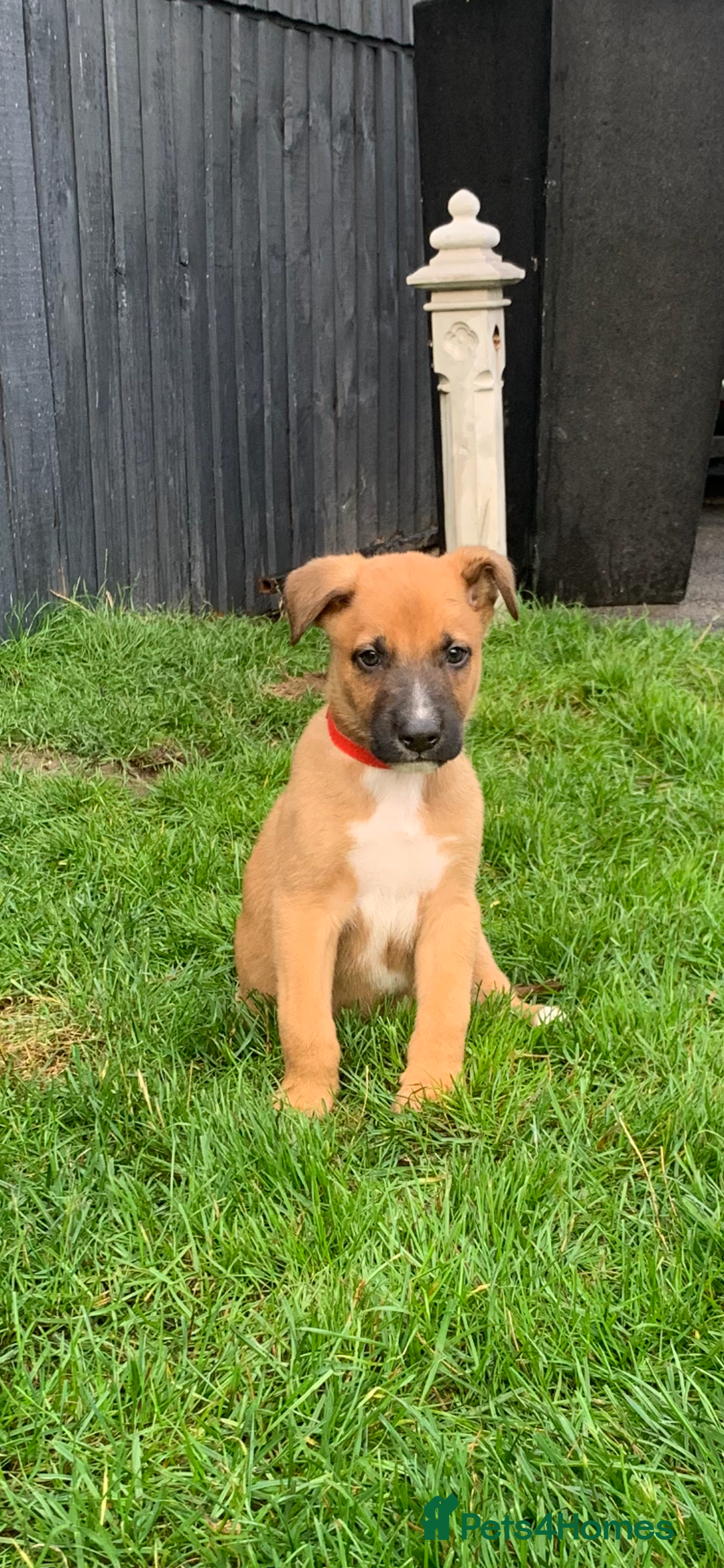Mixed Breed dogs for sale: German shepherd hybrid for sale - Image 7