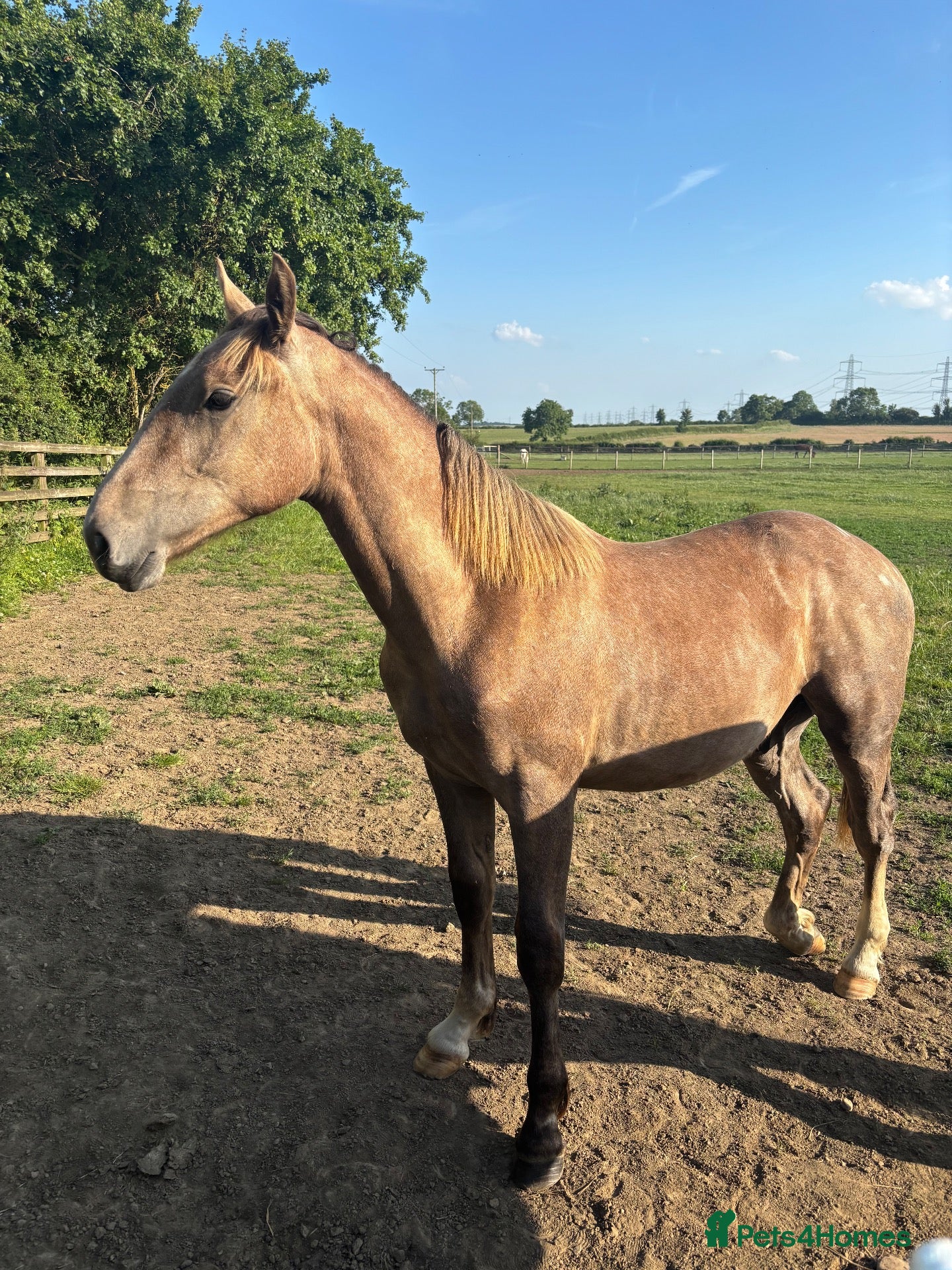 Irish Draught horses Sweet quiet boy for sale - Advert 1