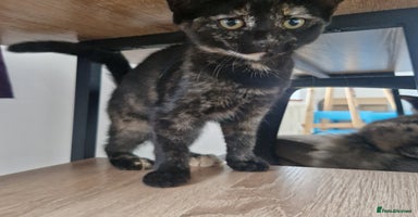 Mixed Breed cats - Advert 11